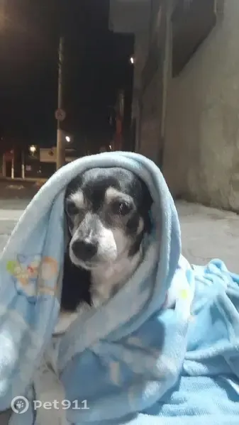 Perdido cachorro macho, Rua Doutor João Alves de Lima, 344 — atende pelo nome de Fubá - photo