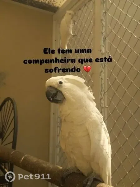 Perdida pássaro, Rua Nova Jersey, 121, Cotia — cacatua de grande porte - photo
