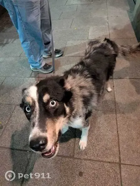 Perro encontrado, hembra, Calle Orizaba, 71, Ciudad de México, Benito Juarez — ojos azules - photo
