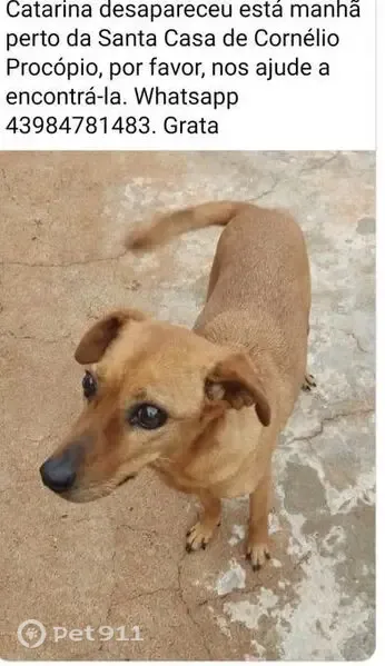 Cachorro perdido, Avenida da Saudade, 47 — pequeno porte e baixa visão - photo