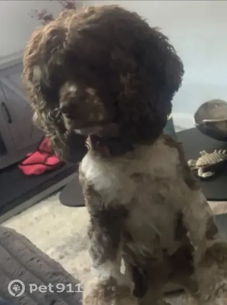 Lost dog, 132nd Avenue, 157-03, Queens — female Cocker Spaniel with white spots - photo