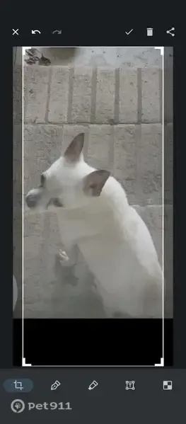 Lost male dog, Redmond Chavis Road, 313, Swansea — white apple-head Chihuahua - photo