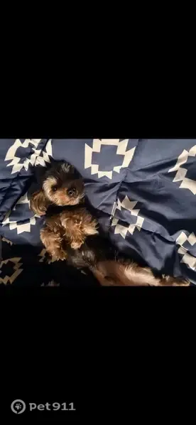 Lost dog, Beaconsfield Street, 19475, Harper Woods, Detroit — male Yorkie - photo