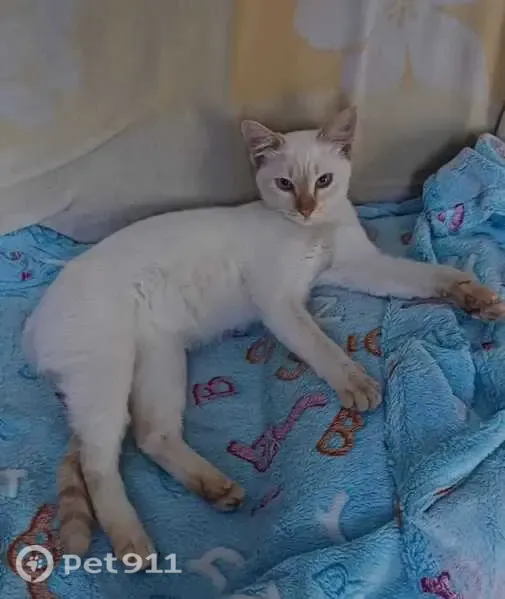 Gato perdido, Rua Ibiajara, 643 — fêmea branca com tons de laranja - photo