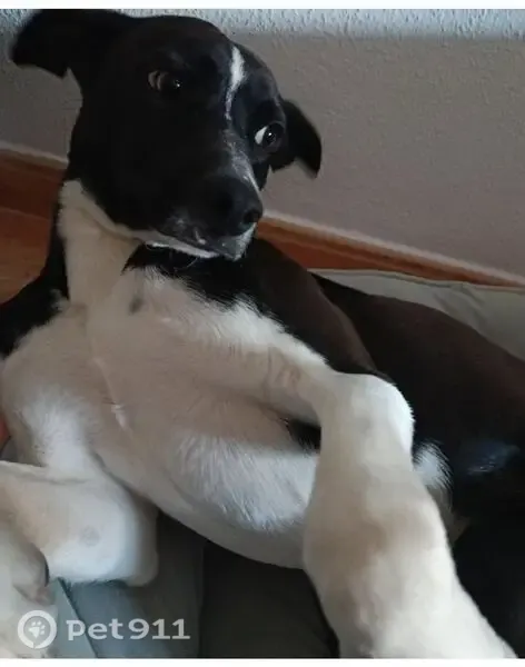 Perro perdido, Diseminado Llobregales, 9, Crevillente — negro con mancha blanca en la frente - photo