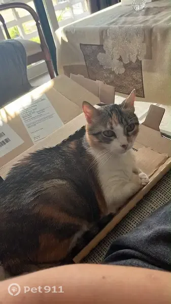 Gato perdido, Calle Santa María del Rocío, 8, Sevilla — hembra sociable - photo