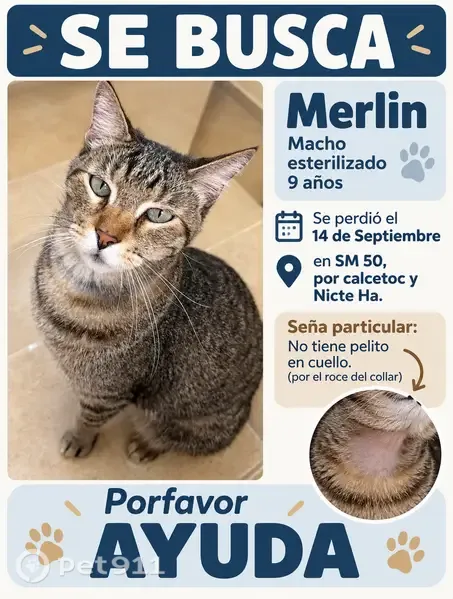 Gato perdido, Retorno Calcetoc, 62, Cancún — sin pelo en el cuello - photo