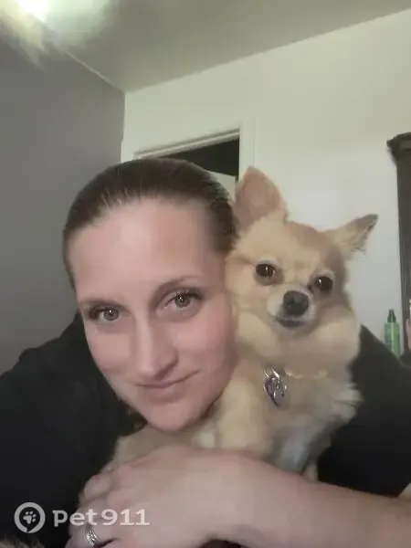 Lost dog, 72nd Avenue Court East, 16510, South Hill, Puyallup — tan and white female - photo