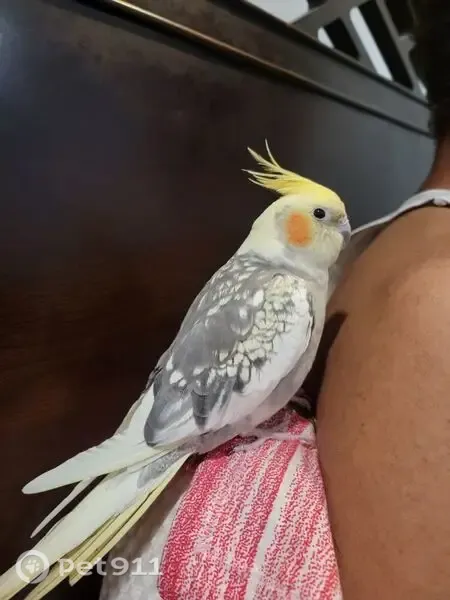 Lost bird, Ashford Drive, Plainsboro Township, Princeton Junction — small cockatiel with red-orange cheeks - photo