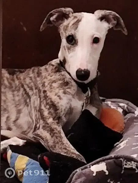 Lost dog, female, Rancocas Boulevard, 230, Mount Laurel Township, Moorestown-Lenola — knee-high greyhound body - photo