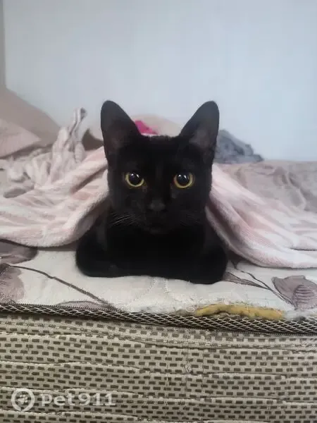 Gato encontrado, fêmea, Itaim Paulista, São Paulo — pelagem toda preta e muito dócil - photo