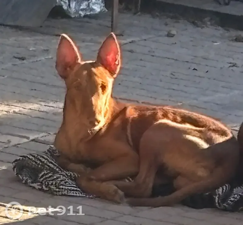 Perro perdido, Carrer Pobla del Duc Maquiva, 15, La Pobla de Vallbona, Paterna — capa marrón rojiza - photo