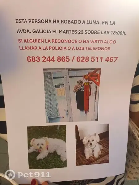 Perro perdido, Avenida de Galicia, 37, Gijón, Madrid — bichón maltés blanco de 12 años - photo