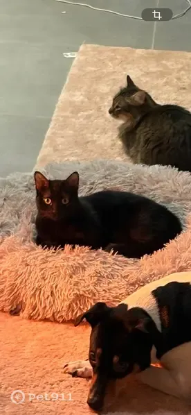 Gato perdido, hembra, Carrer Francisco Tomás y Valiente, Elx, Valencia — negro y muy miedoso - photo