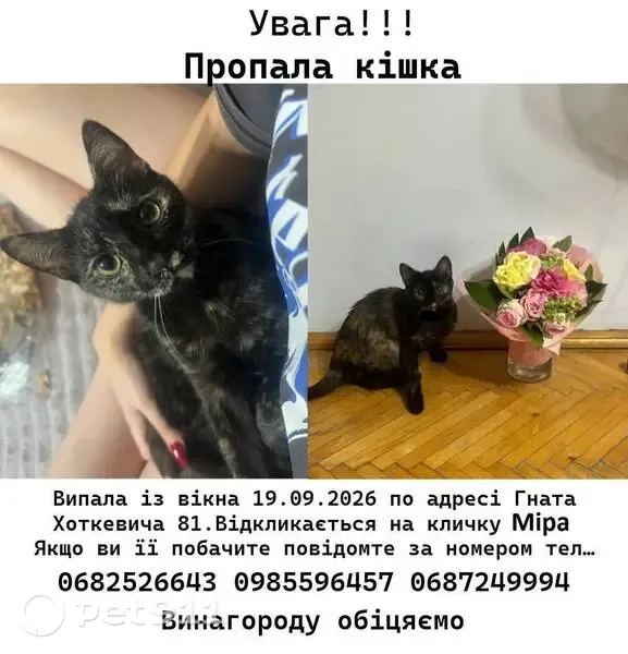 Зникла кішка, вулиця Гната Хоткевича, 81, Івано-Франківськ — чорно-рижа, з видовженою тілобудовою - photo
