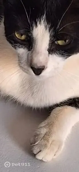 Gato perdido, Calle Era de Campo, 54, Candelaria — castrado y muy dócil - photo