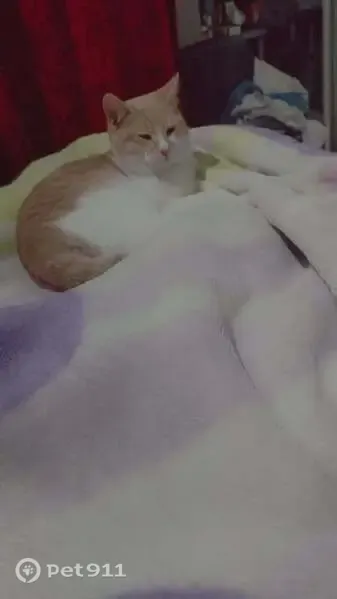 Lost cat, Kempton Park, Gauteng, Eden Glen Ext 60 — ginger-and-white back paws - photo