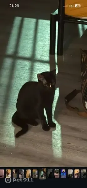 Gato perdido, Carrer Francisco Tomás y Valiente, 69, Elx, City Center — pelaje negro y ojos verdes - photo