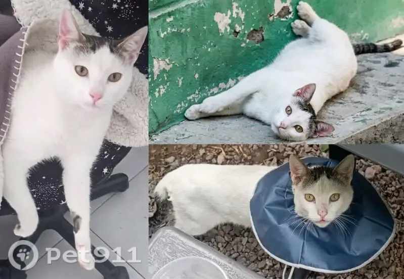 Gato perdido, Boulevard Luis Donaldo Colosio Murrieta, 1006, Jesus Maria — collar azul marino - photo