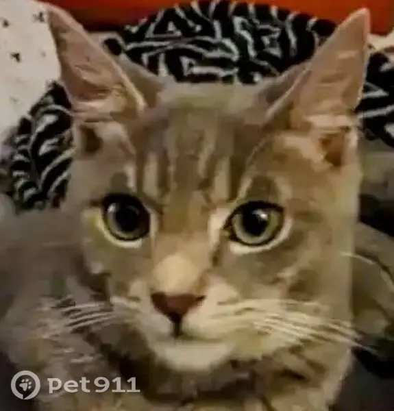 Lost cat, Somerset Drive, Lauderdale Lakes — friendly male Russian Blue with bent tail tip - photo