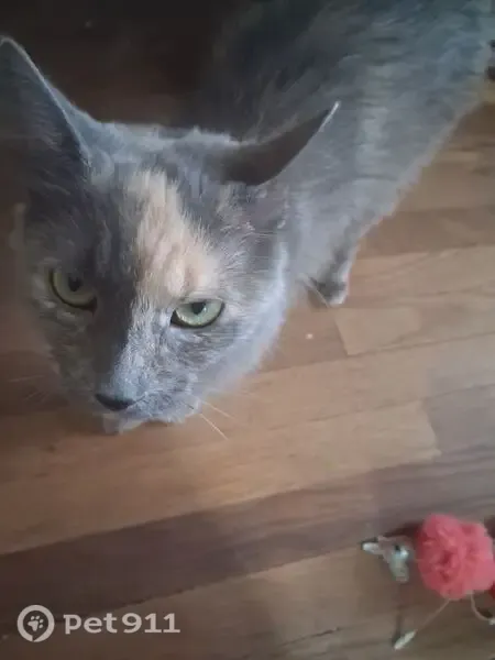Lost Cat, East 83rd Avenue, Indiana, Chicago — Female with a White Patch - photo