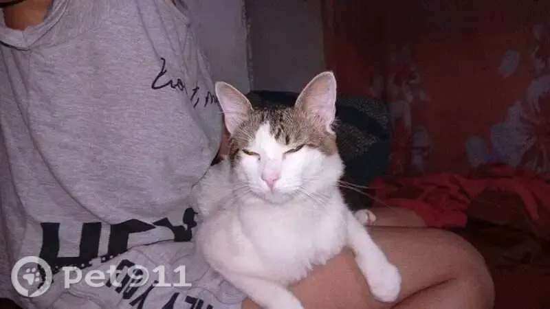 Gato encontrado, Rua Adolfo Salva, Carapicuíba — olhos laranjas e pata traseira machucada - photo