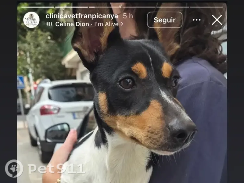 Perro perdido, hembra, Carretera d'Albal, 67, Paiporta — responde al nombre de Fresita - photo