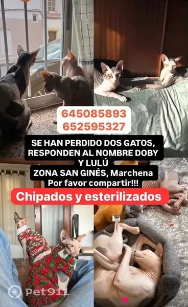 Gato perdido, Marchena, Pozuelo de Alarcon — Dobby y Lulú, gatos Sphynx sin pelo - photo