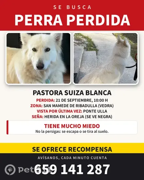 Perro perdido, hembra, San Gregorio, 15880 Vedra, La Coruña, España, Madrid — pastora Suiza blanca, tamaño medio grande - photo