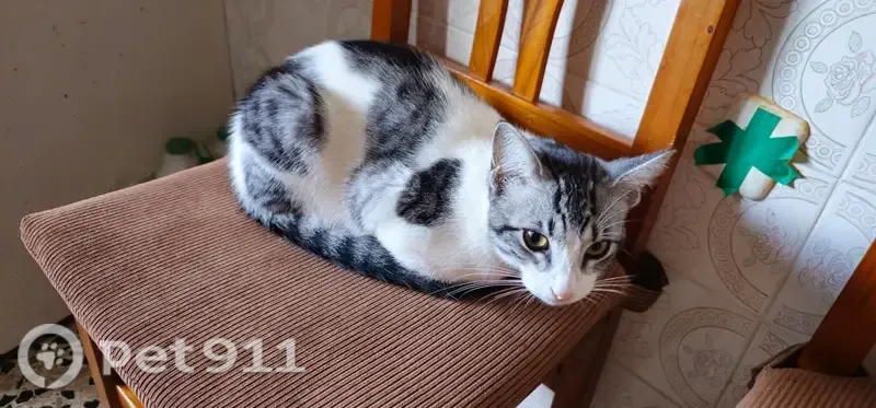 Gato perdido, Tarifa, Andalucía, Algeciras — es manso - photo