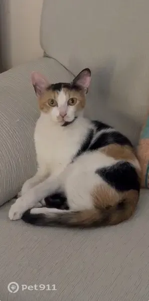 Gato perdido, Lleida — tricolor, de 2 años y muy asustadizo - photo