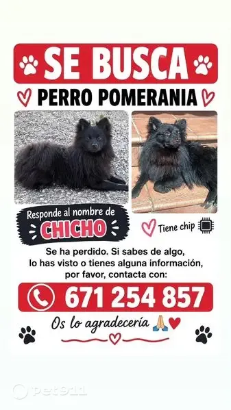 Perro perdido, Avenida Aguardentera (Las Siete Fincas), Cordoba — Pomerania negro - photo