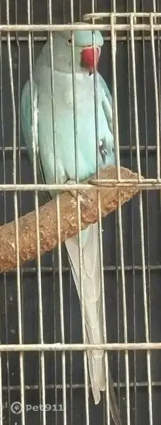 Ave perdida, Casa Branca, Minas Gerais — Ring Neck azul, fêmea - photo