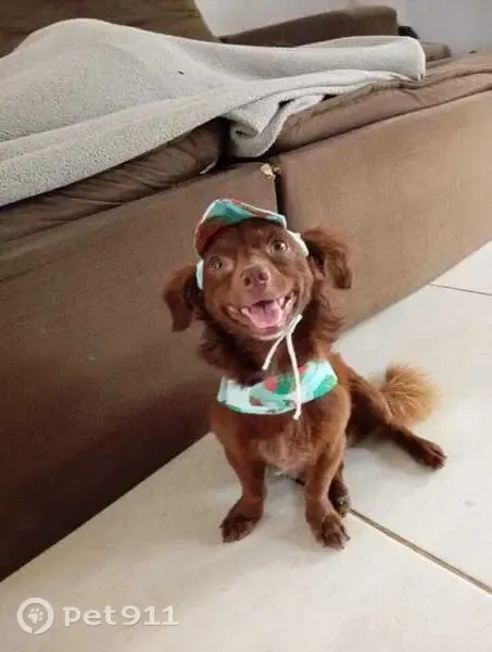 Perdido cachorro macho, Maricá, Rio de Janeiro — porte pequeno e peludo - photo