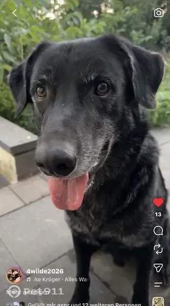 Perro perdido, macho, Navarrete, La Rioja, Pozuelo de Alarcon — mestizo de Labrador - photo