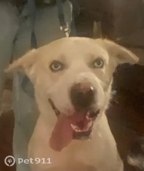 Found dog, Westwind Drive, 7001, El Paso — friendly male with blue eyes - photo