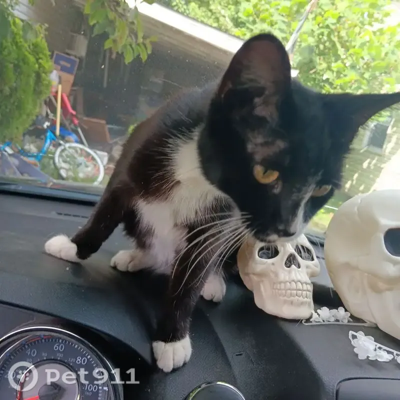 Lost female cat, Cherokee Drive, Lancaster — tuxedo kitten - photo