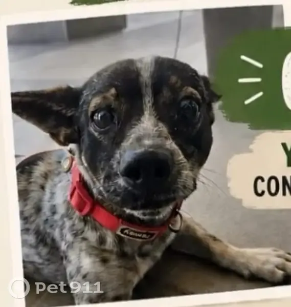 Perro perdido, Urbanizacion Echajuy C, 12F, Sevilla, Dos Hermanas — perro muy bueno con collar - photo