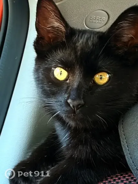 Lost cat, male, Victoria Avenue, 4151, Oxnard, Oxnard — distinctive lip mark - photo