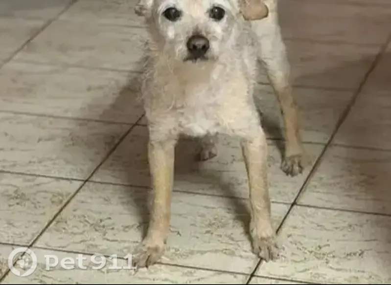 Cachorro perdido, Alípio de Melo, Belo Horizonte - MG — idoso, 13 anos, pequeno porte - photo