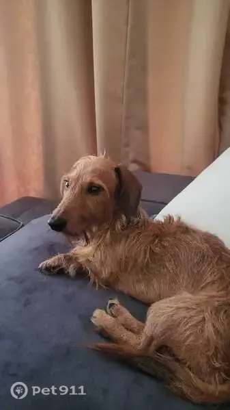Lost dog, male, Duku Road, Singapore, Hougang — curly hair - photo