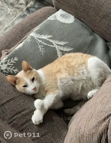 Gato perdido, Contraloría, 2038, Mexicali — ojos amarillos - photo