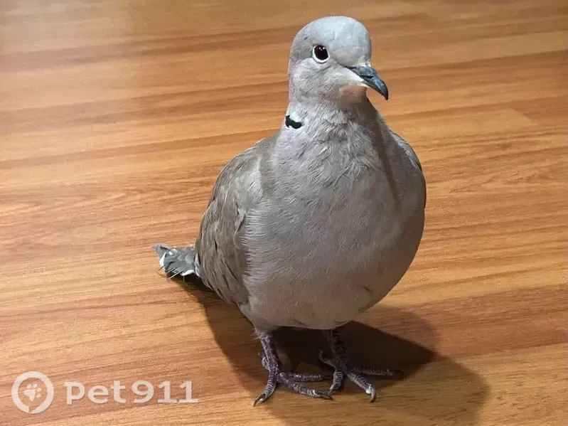 Lost bird, South Euclid Street, 507, Santa Ana, Arlington — shy male grey ring-necked dove - photo