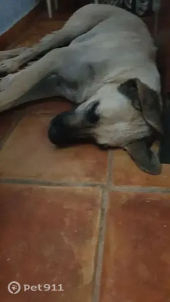 Perdido perro macho, Los Medicos, Región de Murcia, Cartagena - photo
