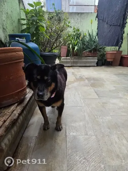 Cachorro encontrado, Vila Carrão, São Paulo — peludo, castrado e com manchas marrons - photo