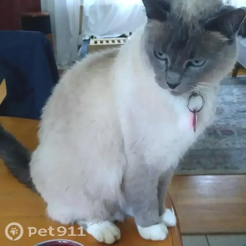 Lost female cat, 29th Place Southwest, 33318, Federal Way — 13-year-old Snowshoe Siamese with blue eyes - photo