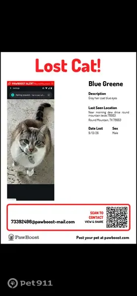 Lost male dog, Morning Dew Drive, Round Mountain — gray coat and blue eyes - photo