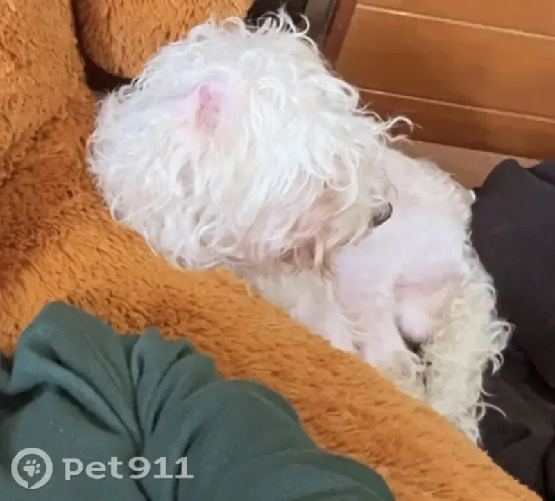 Perro perdido macho, Oriente 9, 48, Orizaba — pequeño, delgado y de pelaje blanco - photo