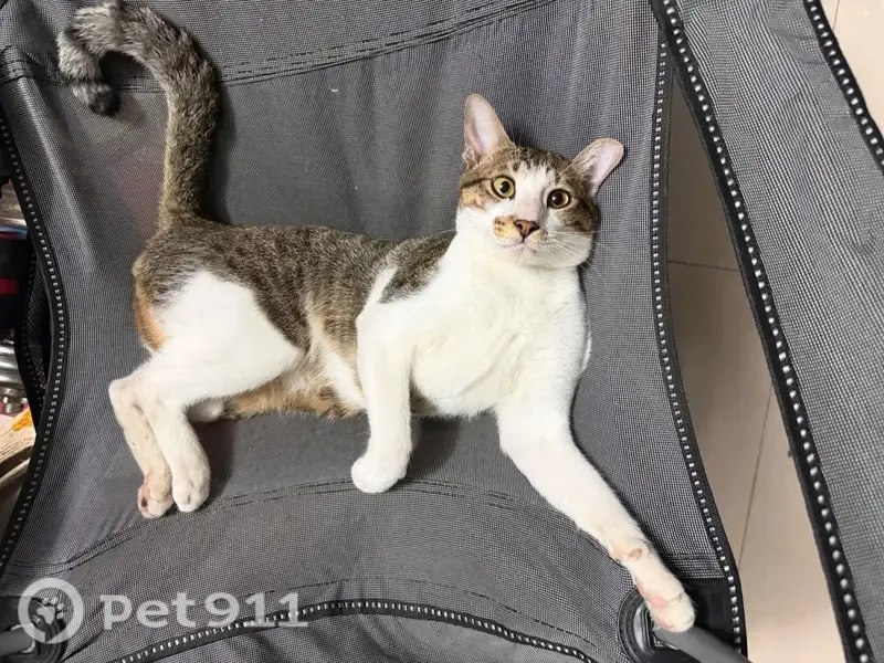 Lost Cat, Singapore 760120, Hougang — male, white and grey - photo