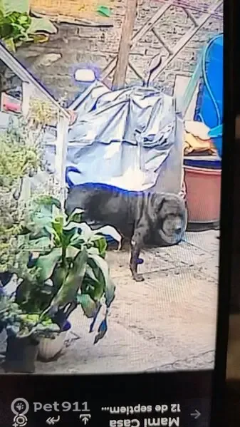 Perro perdido Macho, Mexico City (mxl489918) - photo